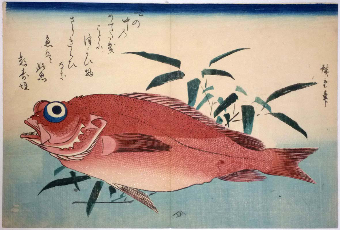 Rock-fish